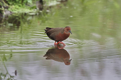 ����������� �������